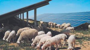 Ovejas en la planta fotovoltaica de Iberdrola en Teruel