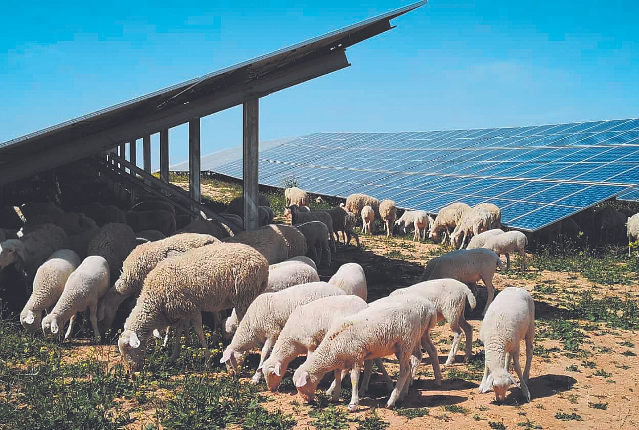 Ovejas en la planta fotovoltaica de Iberdrola en Teruel