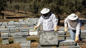 Apicultores comprueban sus colmenas.