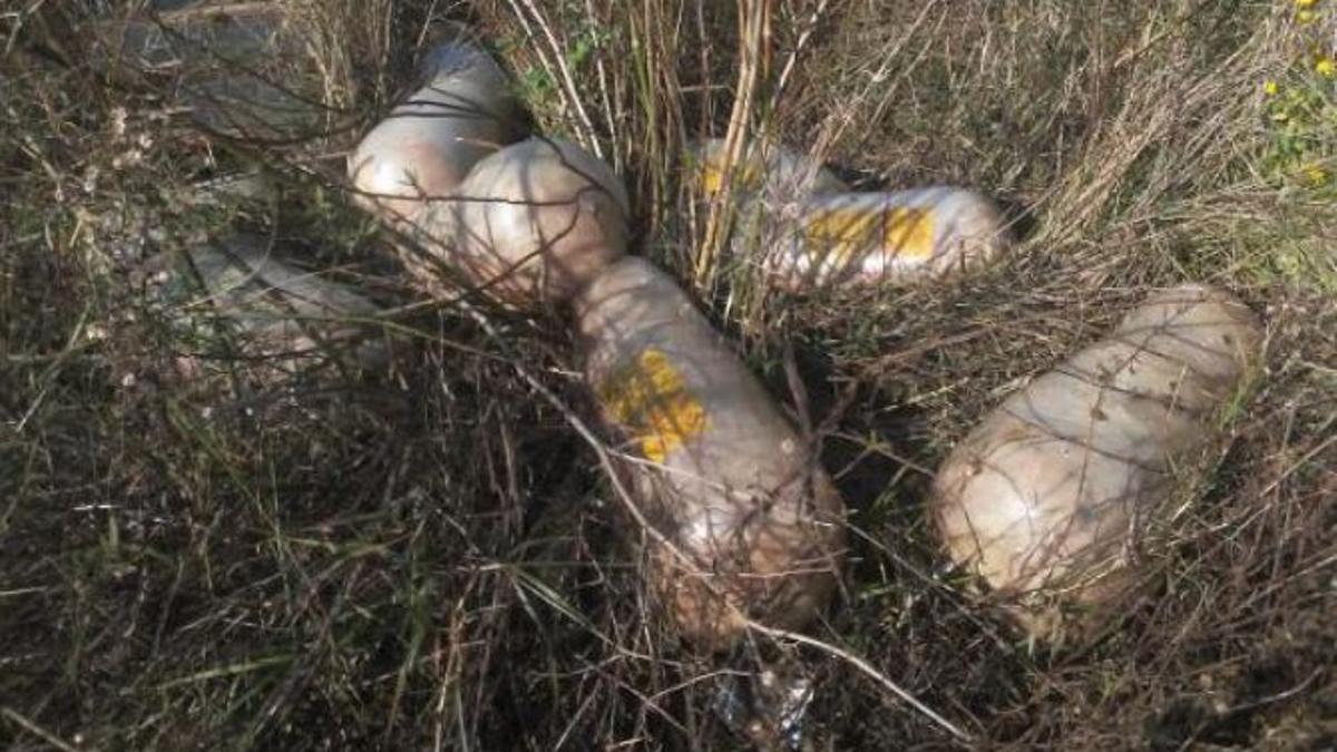 Algunas de las piezas de carne abandonadas en el polígono industrial de Alzira. | LEVANTE-EMV