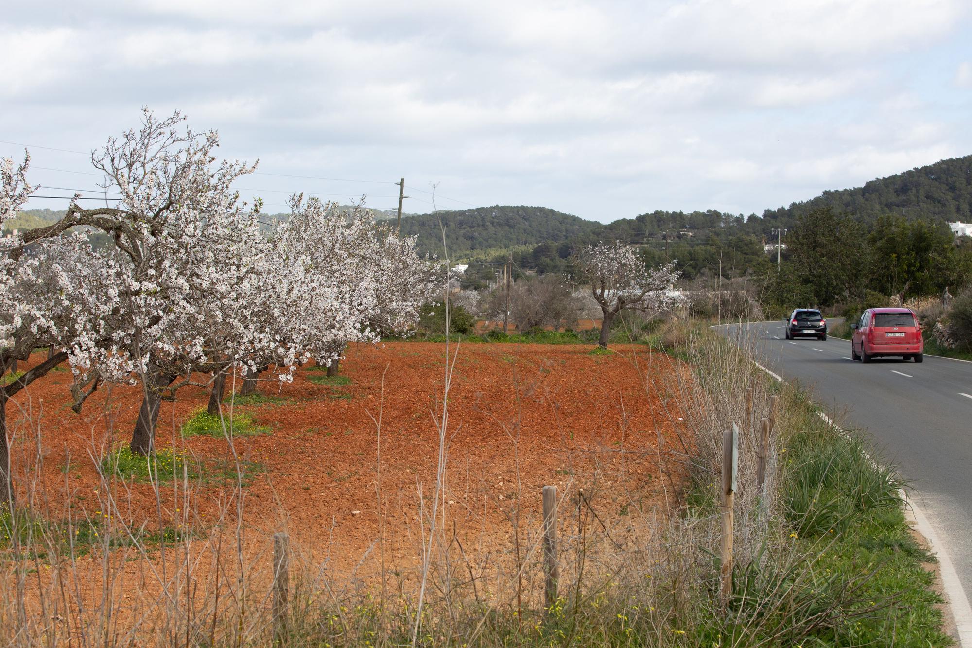 Almendros en flor en Ibiza