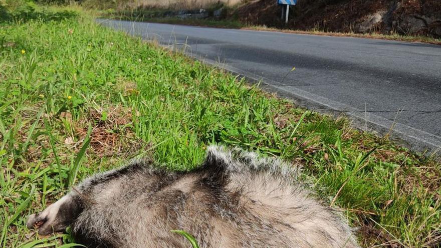 Casi 4 accidentes con animales al día: un tercio ocurre entre las 9 y 11 de la noche