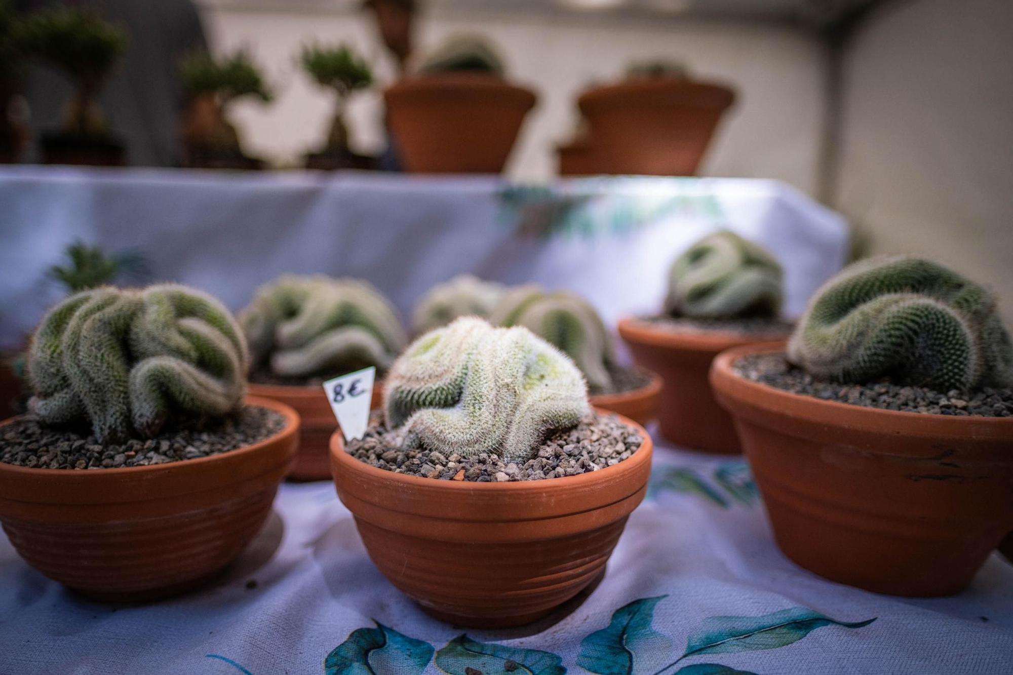 Inauguración de la exposición de flores y plantas del Parque García Sanabria