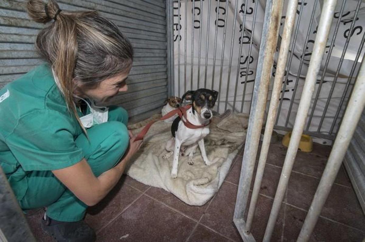 03/01/2019 ARUCAS. Albergue Insular de animales.  FOTO: J. PÉREZ CURBELO