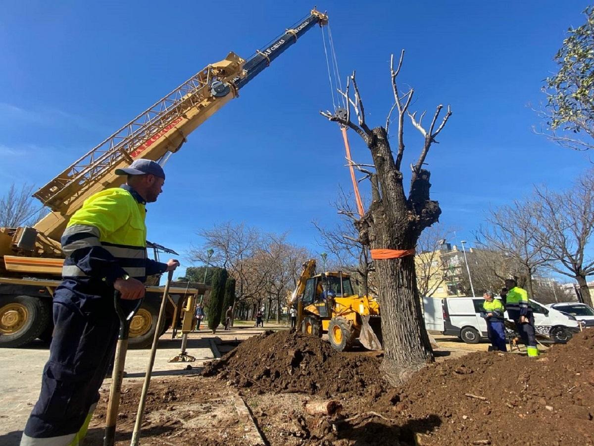 El olmo centenario trasplantado, ya en la ubicación que ocupará en el parque Madre Coraje, popularmente conocido como parque de los Teletubbies.