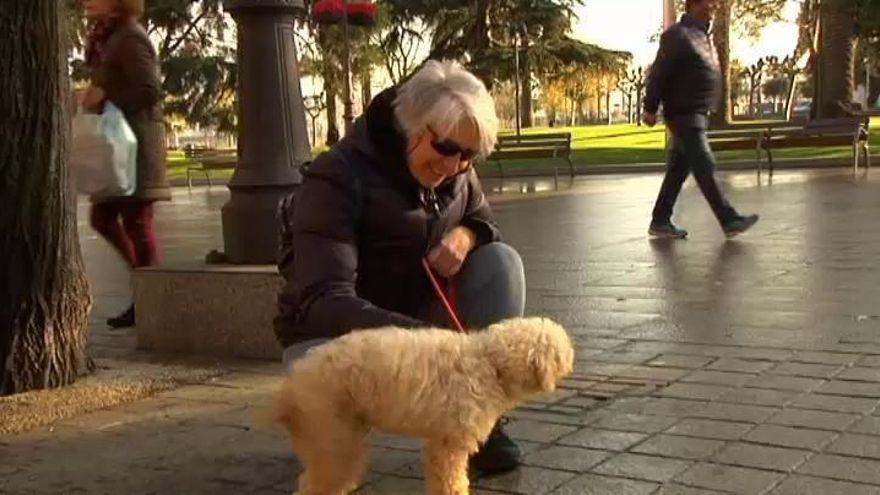 La importancia de la adopción responsable de mascotas