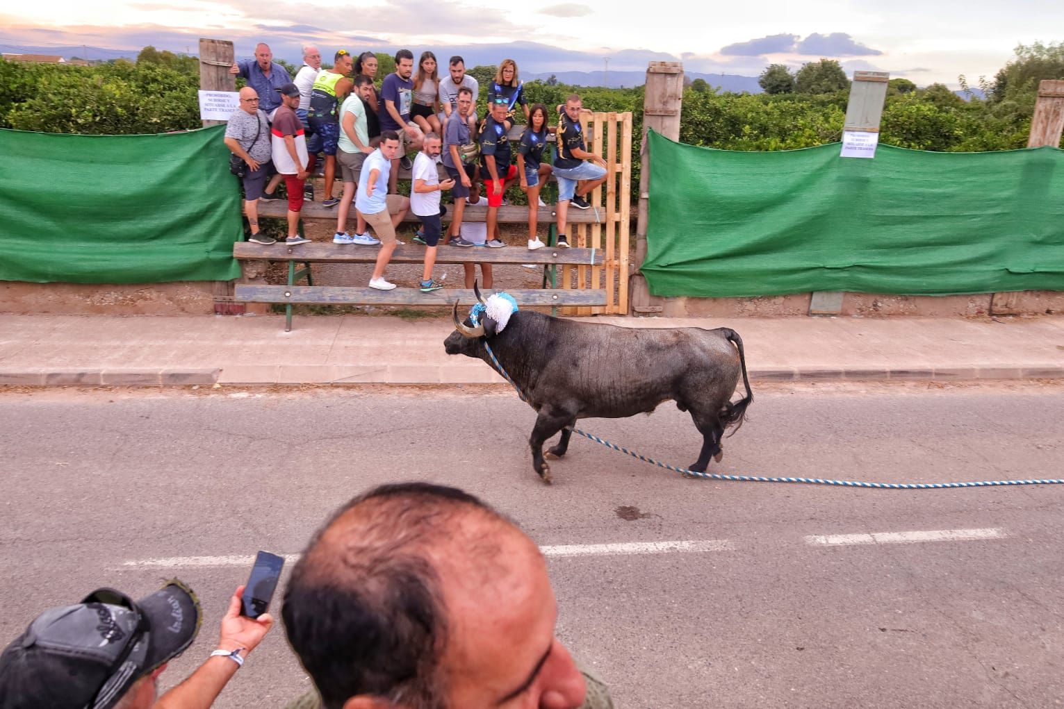 Santa Bárbara, en Burriana, vibra con el 'bou en corda'