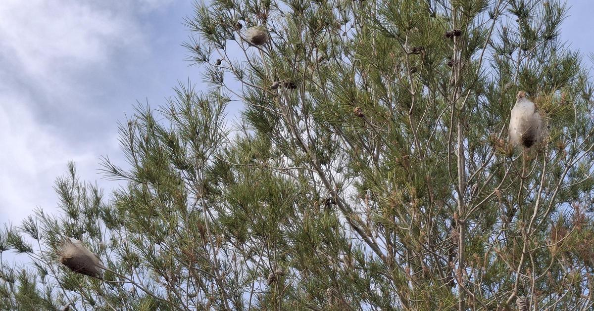 Bolas de procesionaria en un pino del Montgó