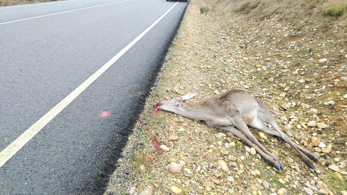 El ciervo contra el que se produjo el impacto, en la cuneta de la N-631
