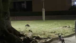 Una nutria se pasea por el barrio de Elviña de madrugada