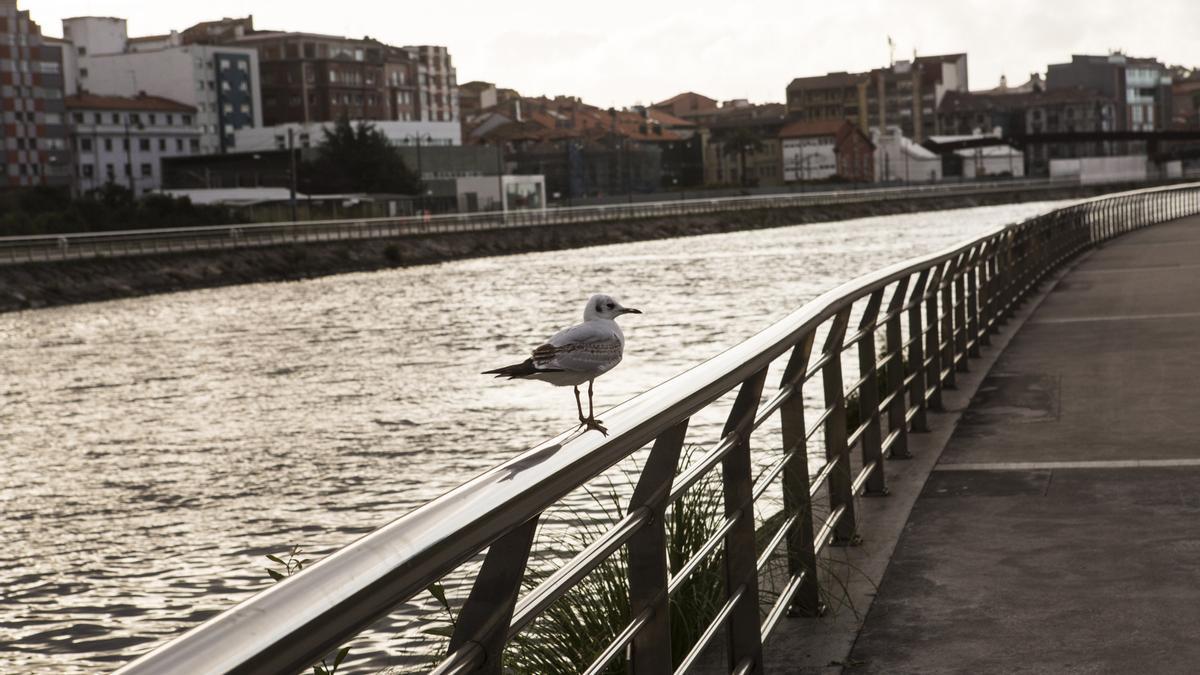 Una gaviota, en la ría.