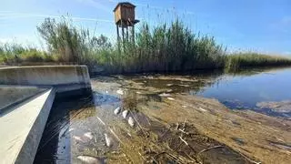 El exceso de agua salada provoca un episodio de mortandad de peces invasores en el delta del Ebro