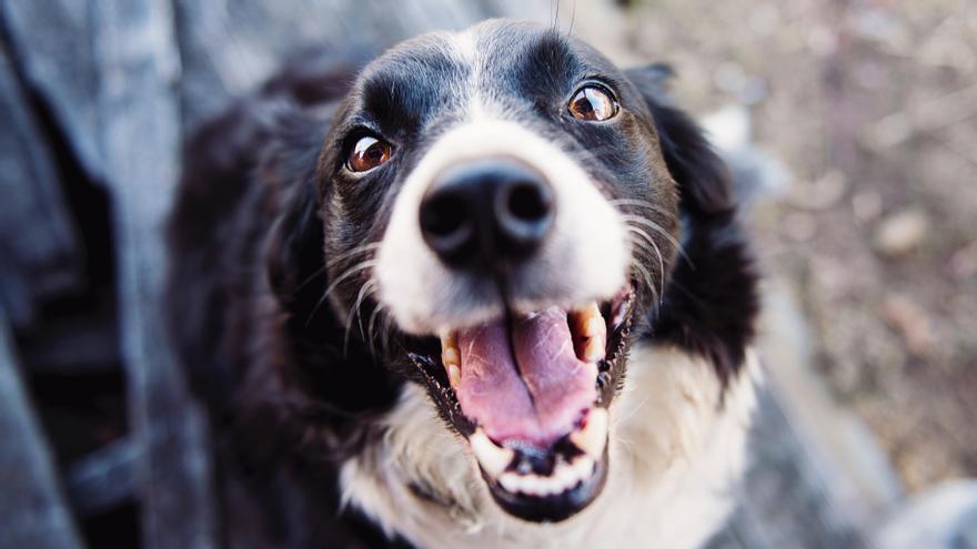 Perros felices: los 10 signos que te indican el estado de ánimo de tu mascota.