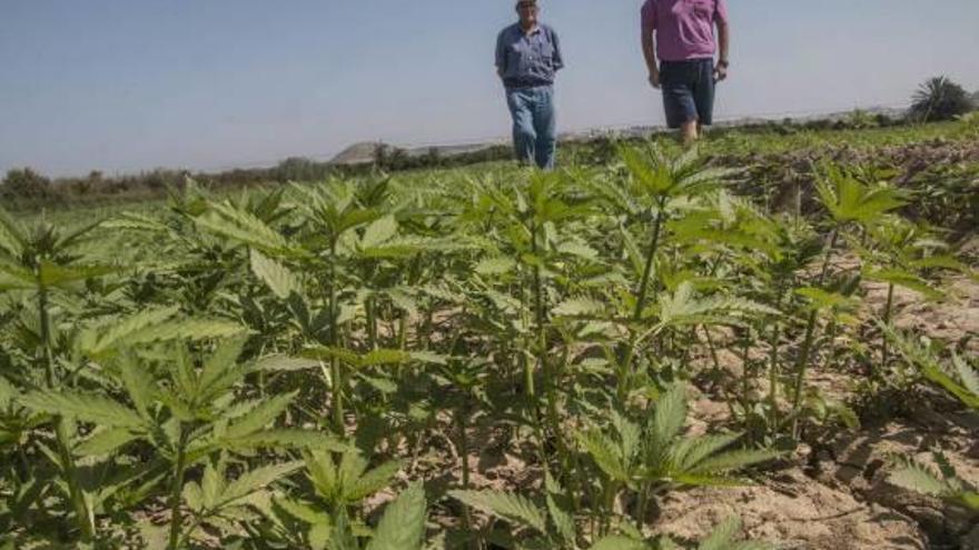 Joaquín Parra y su socio Francisco Mora paseando por uno de sus cultivos de cannabis.