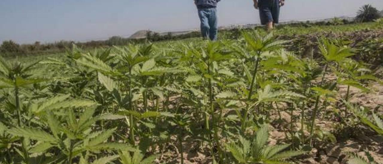 Joaquín Parra y su socio Francisco Mora paseando por uno de sus cultivos de cannabis.