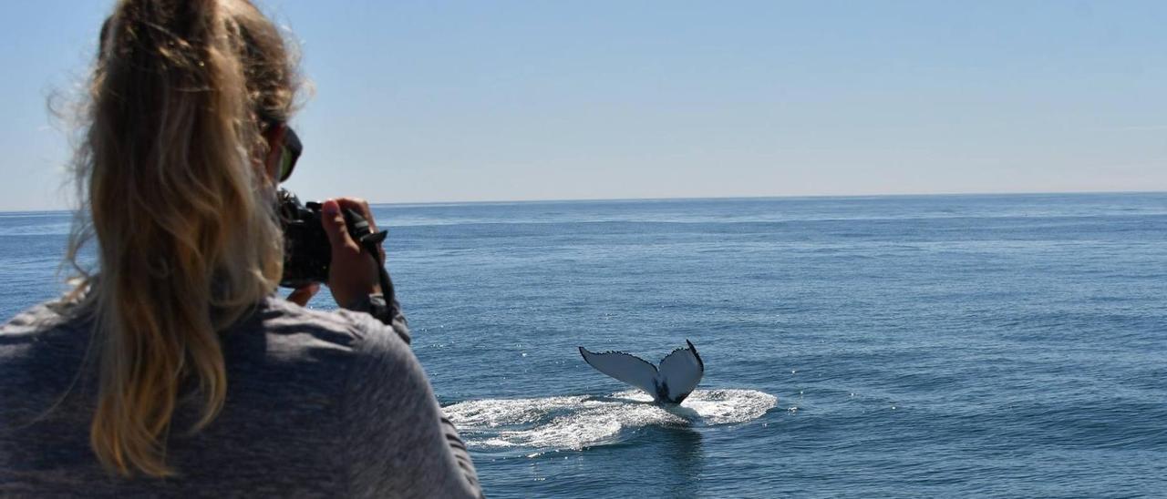 Observación de ballenas desde el barco del BDRI.