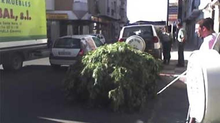 Desmantelada una plantación de marihuana en Casatejada