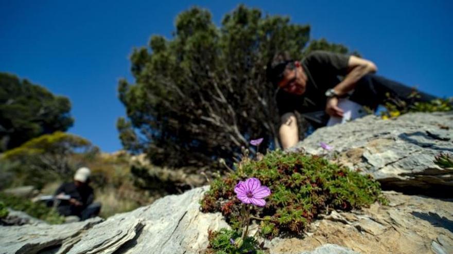 Mostreig dels coixinets d’&#039;Erodium foetidum&#039; a una de les parcel·les