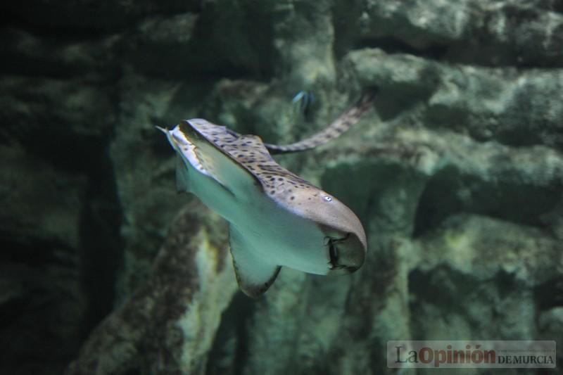 El acuario de la UMU albergará las especies emblemáticas del Mar Menor