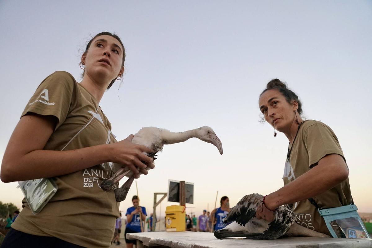 Mas de 400 voluntarios asisten al anillamiento de pollos de flamencos en la Laguna de Fuente de Piedra