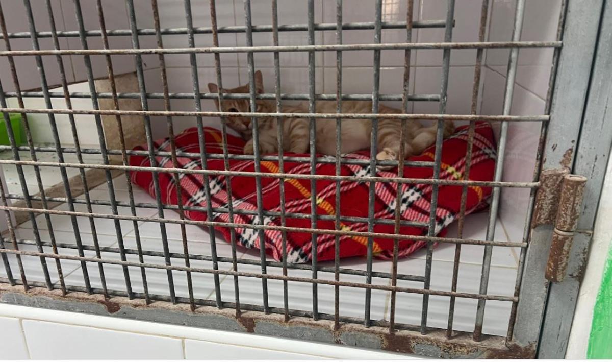 Las imágenes que denuncia Act 4 Animals de sa Coma en Ibiza Las imágenes que denuncia Act 4 Animals de sa Coma en Ibiza