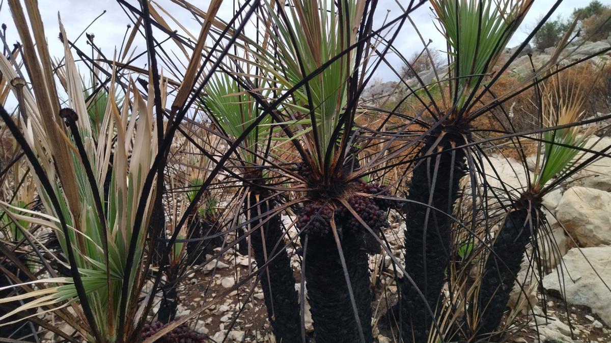 Los palmitos, aunque tienen el tronco carbonizado, ya echan hojas verdes