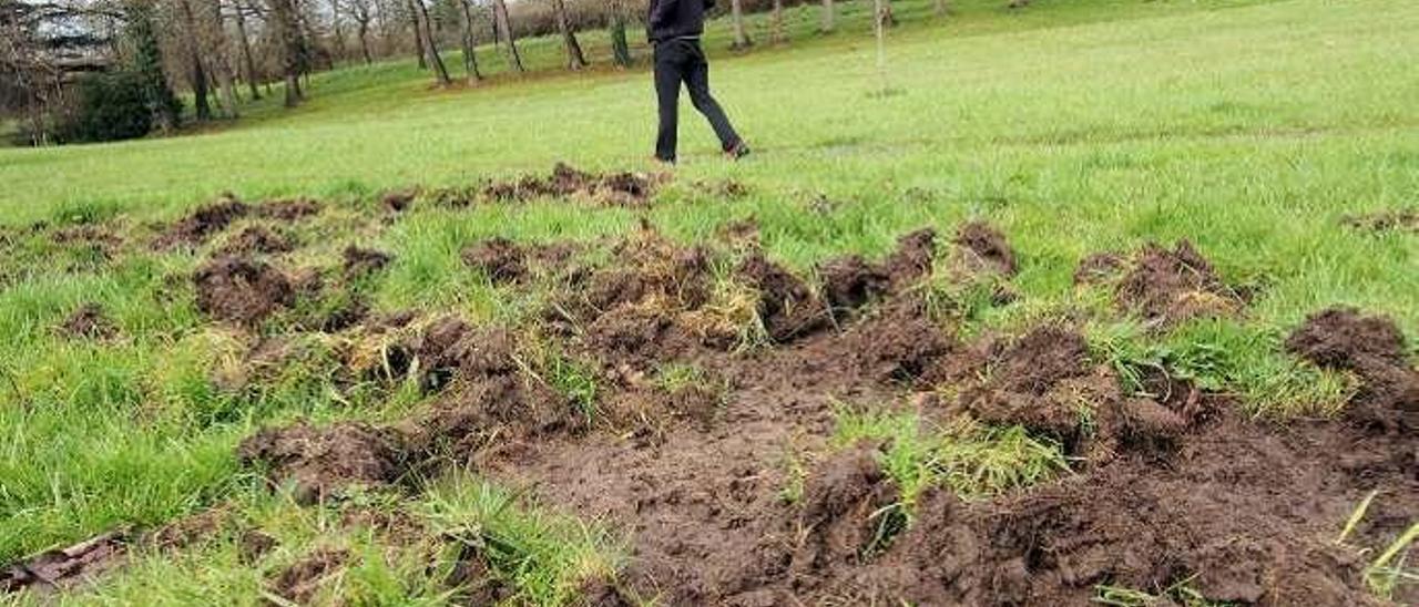 Daños de jabalí en un prado de La Fresneda.