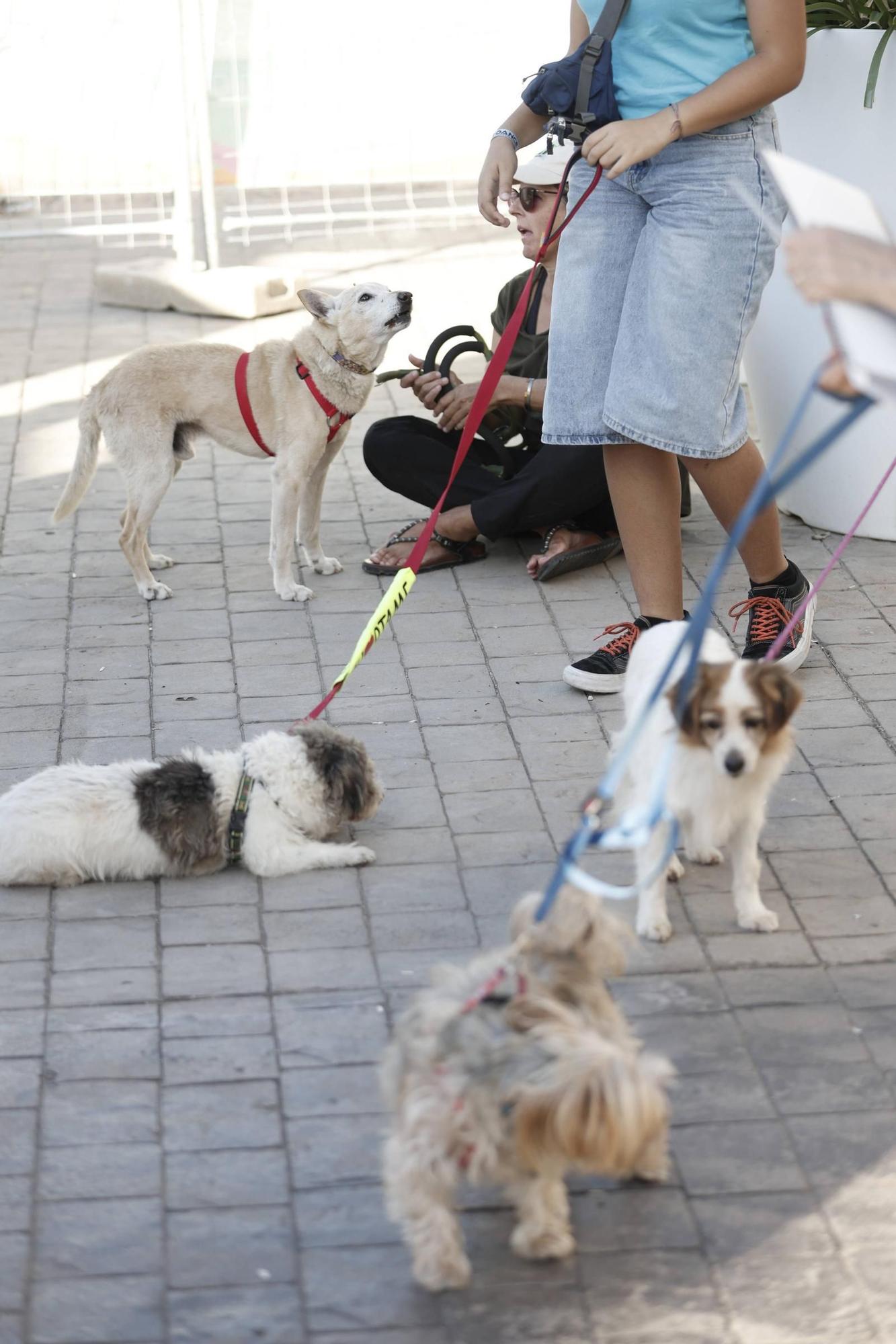 FOTOS | Desfile de Peluditos: Varios perros de Son Reus buscan un hogar