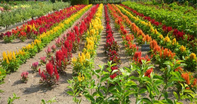 Chenonceau cuenta con un espectacular huerto y un grandioso jardín de flores.