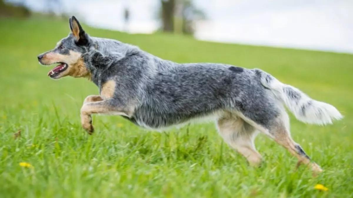 Perro ganadero australiano