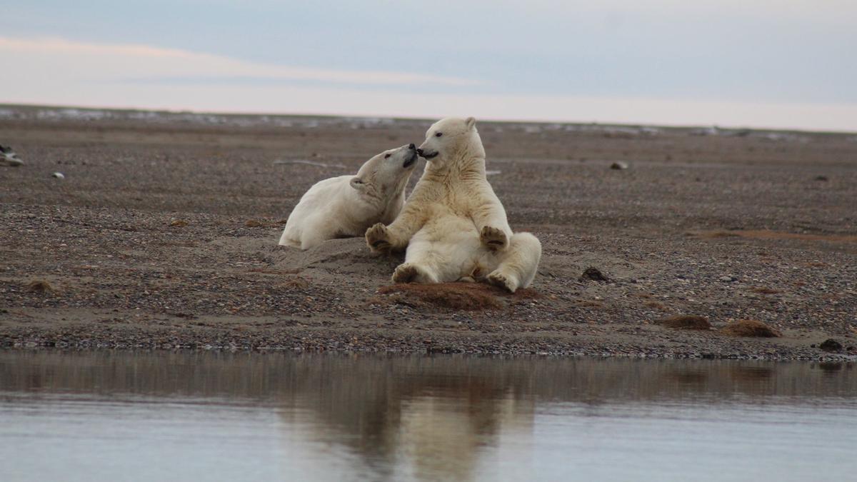 sociedad ANWR foto del Refugio Natural de Vida Silvestre del Ártico OSOS POLARES EN LA RESERVA