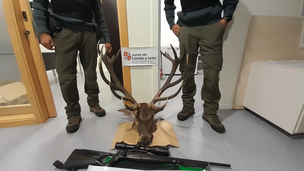 Cabeza del ciervo que mataron dos cazadores furtivos