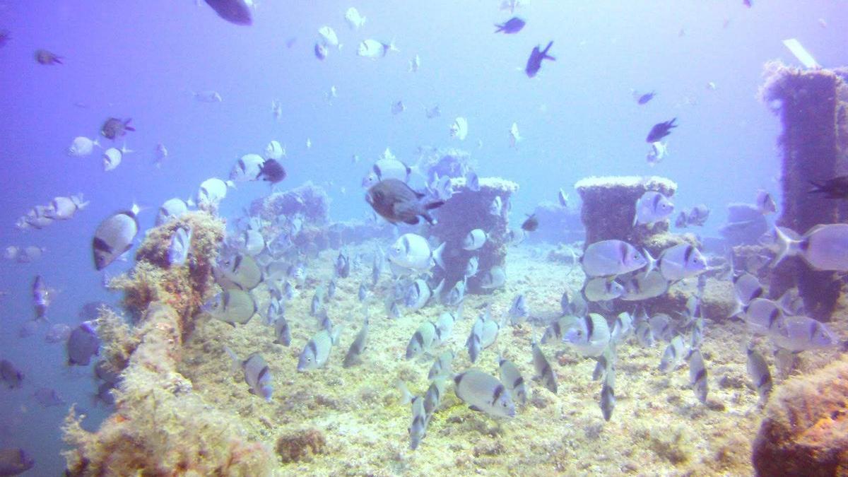 El pecio El Litri y el de Cala Egos, dos cargueros de 50 metros de eslora cada uno, hundidos en 1995 en Burriana, y destino de los clubs de buceo.