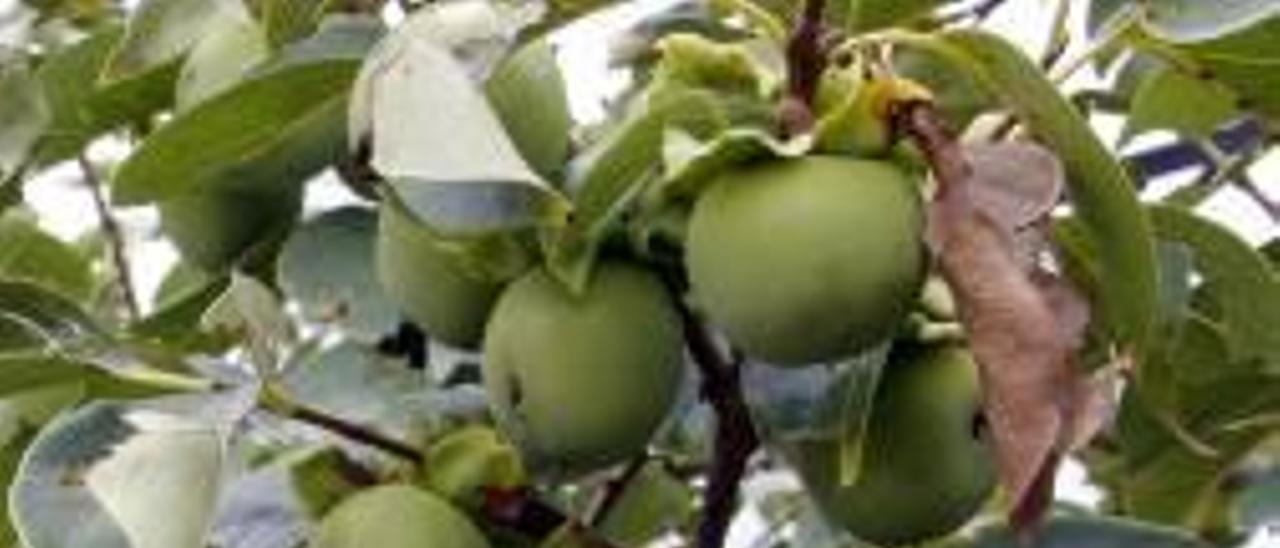 Un agricultor muestra los impactos en cítricos. A la derecha caquis marcados en Alberic.