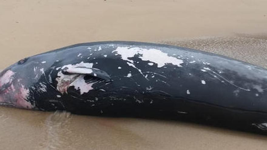 La balena apareguda a la platja de Tossa.