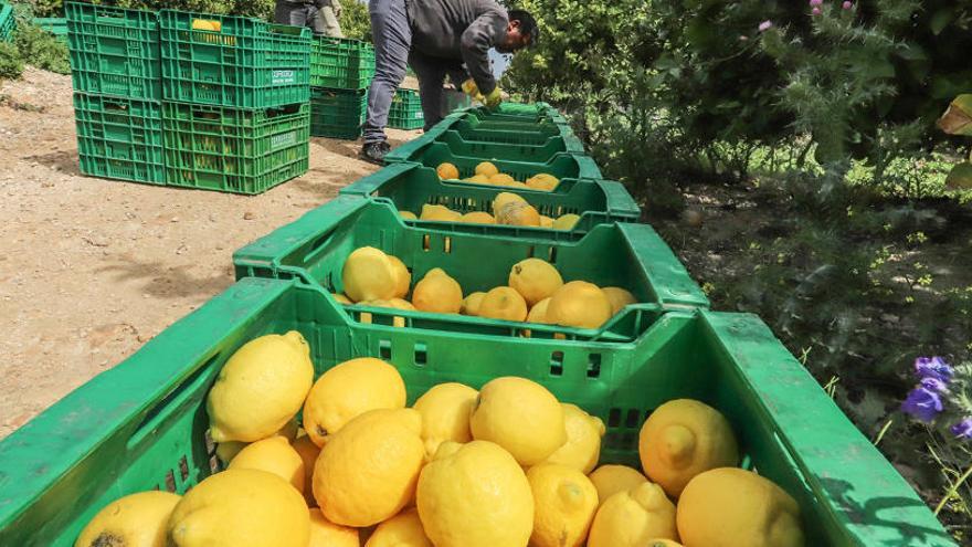 Recogida de limones en la Vega Baja, ya iniciada la crisis sanitaria.