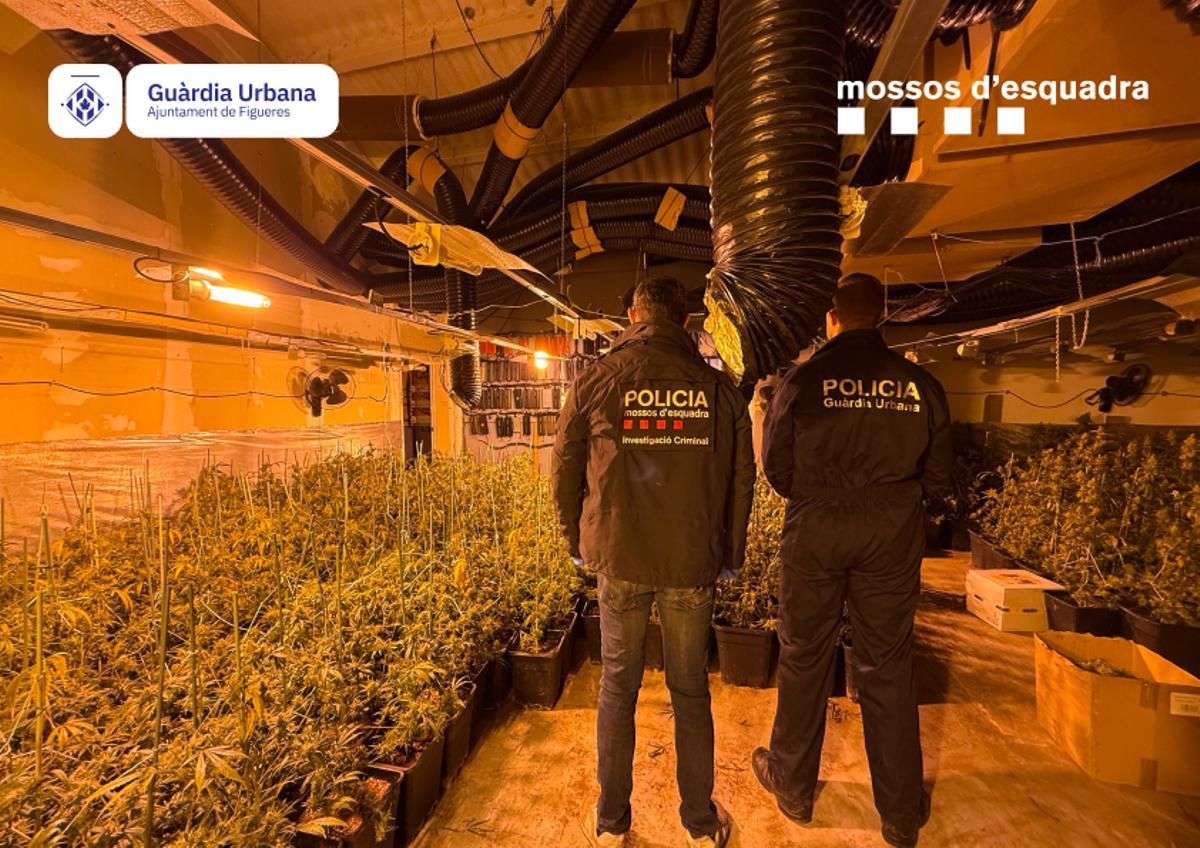 Les fotos d'un cultiu de 1.800 plantes de marihuana a Figueres