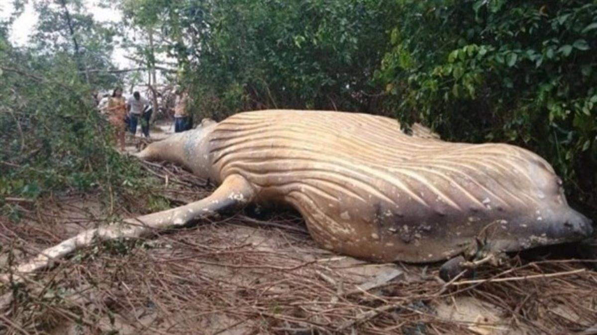 La ballena jorobada que ha aparecido muerta en mitad de la selva del Amazonas, a 15 metros del océano, en febrero del 2019