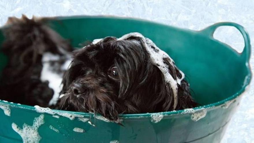 ¿Cada cuánto debo bañar a mi perro?