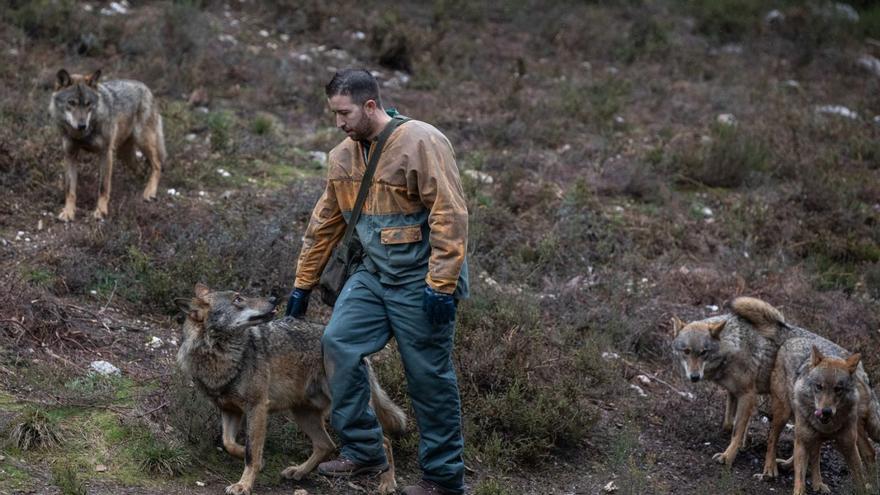 Zamora reúne a expertos del lobo y el oso para analizar su conservación