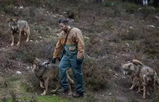 Zamora reúne a expertos del lobo y el oso para analizar su conservación