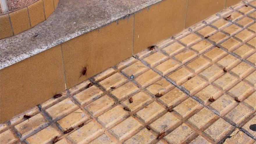 Una plaga de cucarachas llena las calles y las casas de Nuevo Cáceres