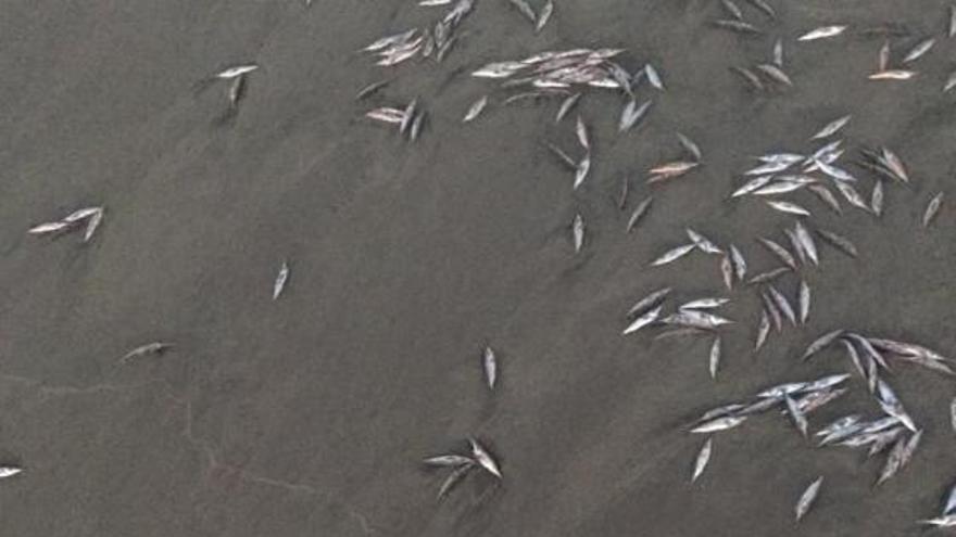 Retiran 700 kilos de peces muertos en San Agustín y Las Burras