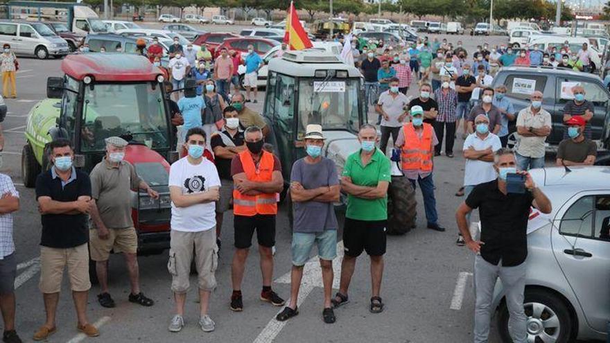 La extensión del &#039;cotonet&#039; pone en jaque el futuro de la citricultura en Castellón