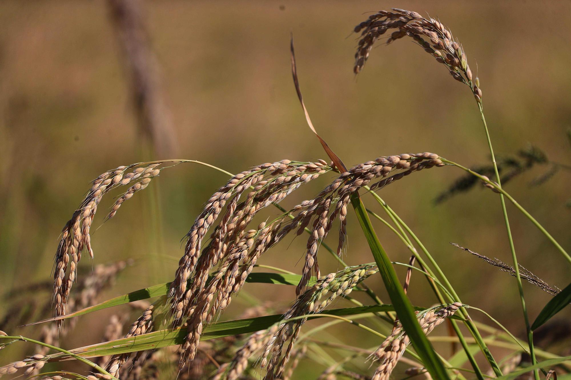 Comienza la siega del arroz en el Parque natural de La Albufera