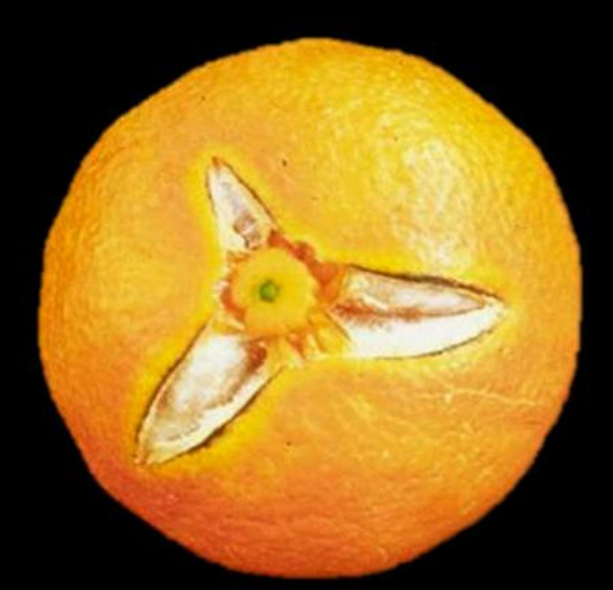 Naranja afectada por el rajado.