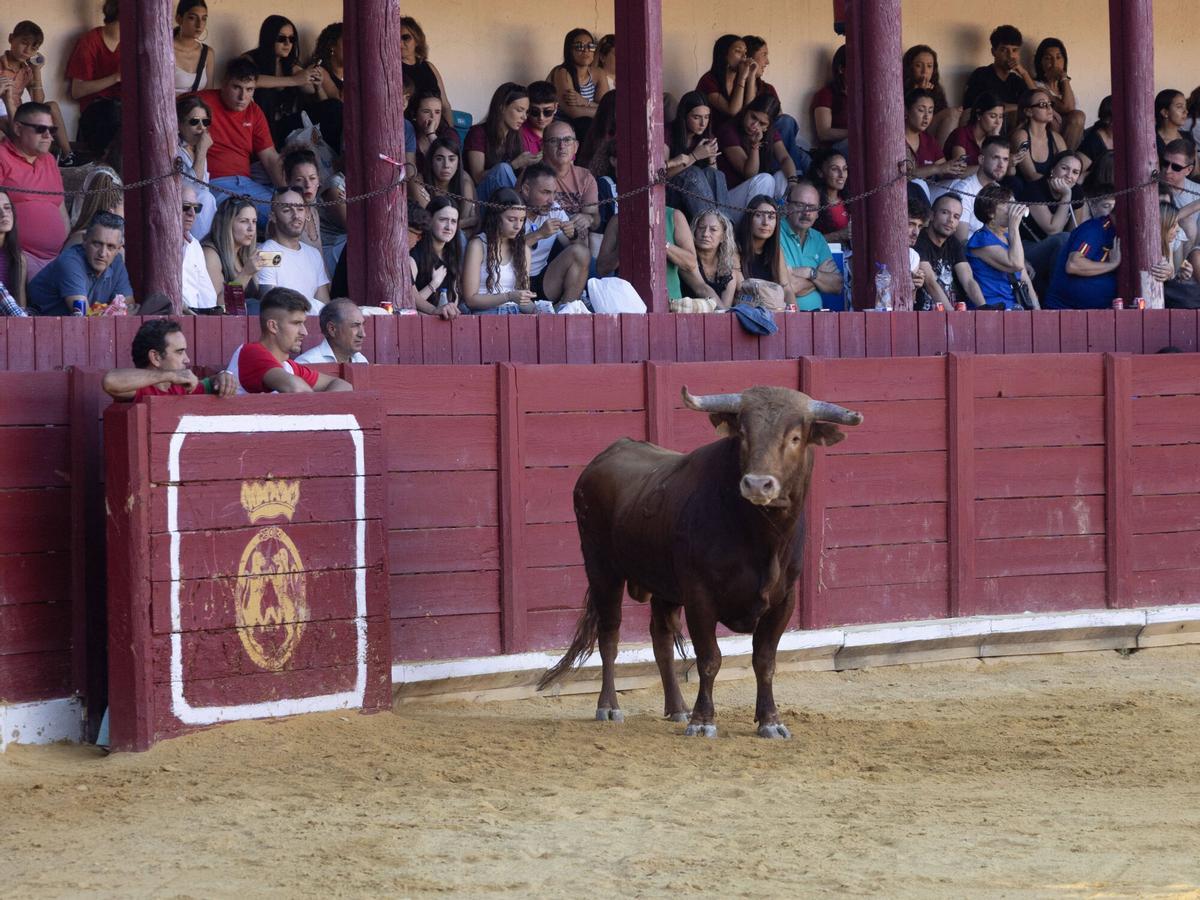 Concurso de cortes, Toro 2026