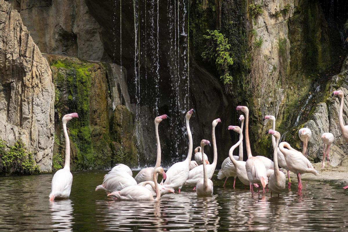 Flamencos en los humedales de Bioparc Valencia.