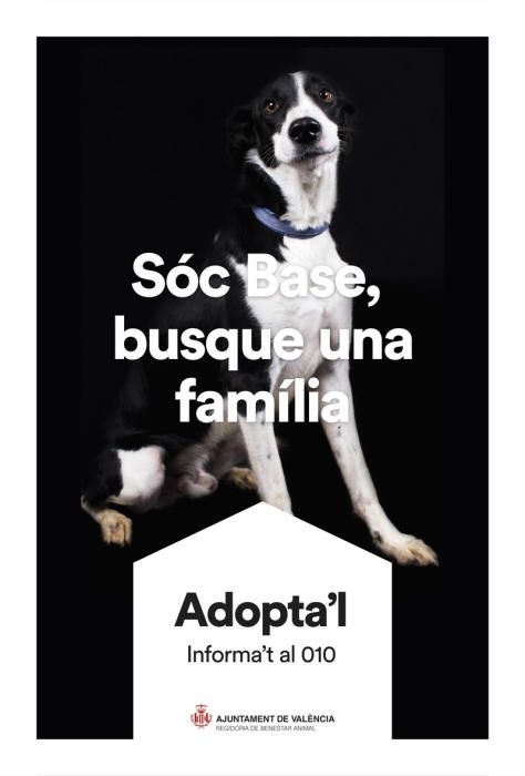 València pone cara y nombre a los perros de Benimàmet que buscan familia de adopción