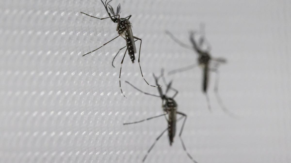 Vídeo: Con el aumento de las temperaturas, los mosquitos están de vuelta